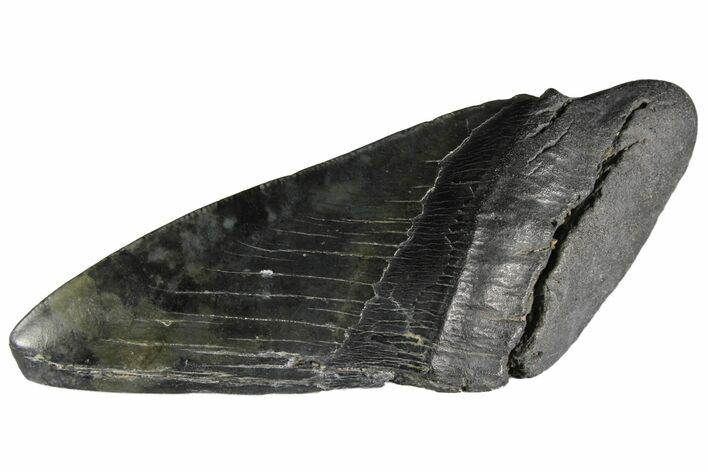 Partial, Fossil Megalodon Tooth Paper Weight #144402